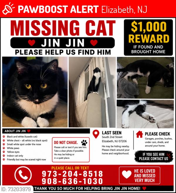 Lost Male Cat last seen S Front St or South 2nd St Elizabeth, NJ, Elizabeth, NJ 07206