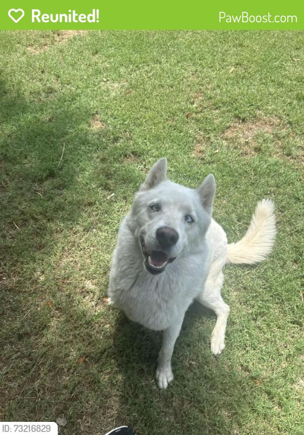 Reunited Male Dog last seen Arbol real and La Canada Way Thousand Palms, Thousand Palms, CA 92276