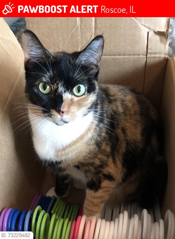 Lost Female Cat last seen Deer Run Trail & Briarwood, Roscoe, IL 61073