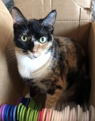 Lost Female Cat last seen Deer Run Trail & Briarwood, Roscoe, IL 61073