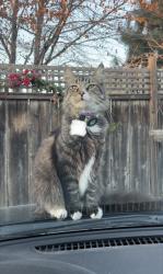 Lost Male Cat last seen Tulare, Tulare, CA 93274