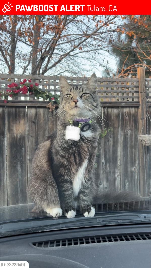Lost Male Cat last seen Tulare, Tulare, CA 93274