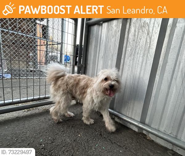 Found/Stray Male Dog last seen Lucille st, San Leandro, CA 94577