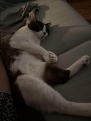Lost Male Cat last seen Hazeltine & victory, Los Angeles, CA 91401