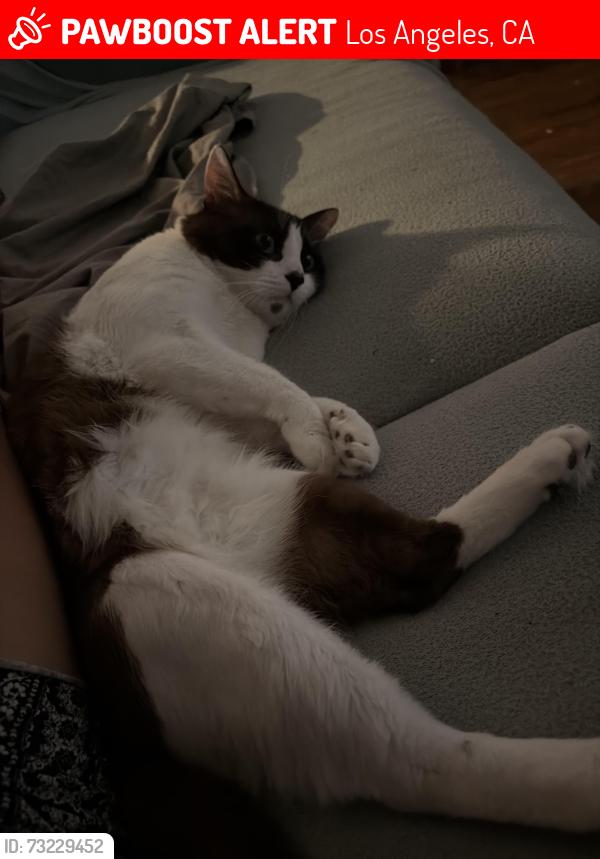 Lost Male Cat last seen Hazeltine & victory, Los Angeles, CA 91401