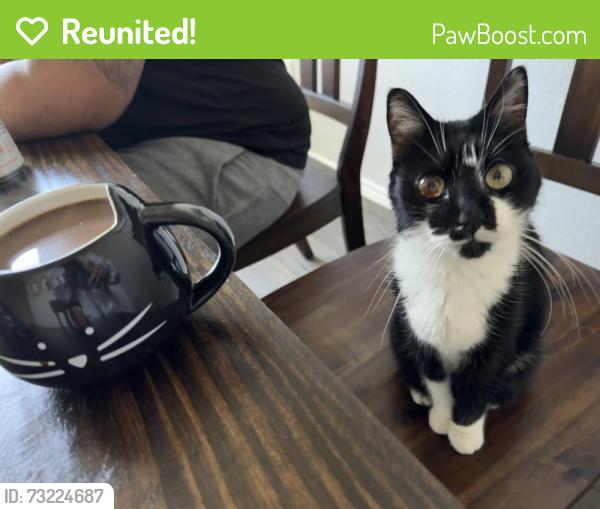 Reunited Female Cat last seen Jasmine Heights, Harris County, TX 77449