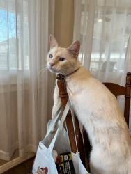 Lost Male Cat last seen Sienna Crossing Elementary, Missouri City, TX 77459