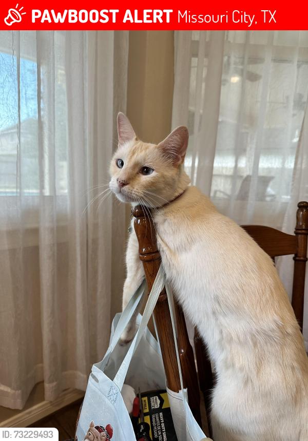Lost Male Cat last seen Sienna Crossing Elementary, Missouri City, TX 77459