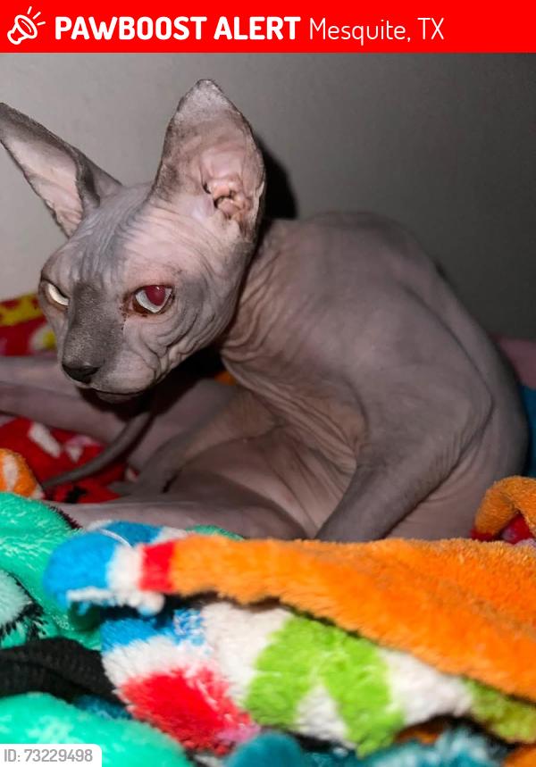Lost Female Cat last seen Near via Ventura mesquite Texas 75150, Mesquite, TX 75150