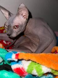 Lost Female Cat last seen Near via Ventura mesquite Texas 75150, Mesquite, TX 75150