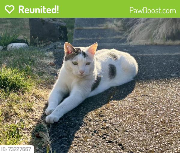 Reunited Female Cat last seen Near 2nd Ave NW, Seattle, WA 98117
