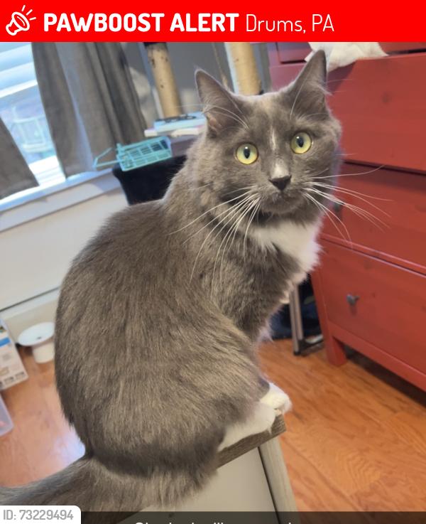 Lost Female Cat last seen Fawn drive, Drums, PA 18222