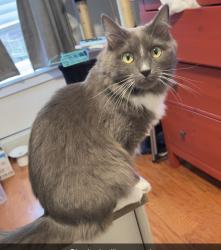 Lost Female Cat last seen Fawn drive, Drums, PA 18222