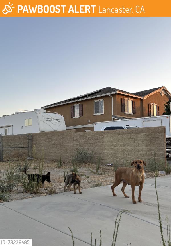 Found/Stray Female Dog last seen Near Eastside High School, Lancaster, CA 93535