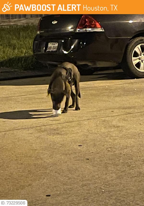 Found/Stray Male Dog last seen Church and Klein school, Houston, TX 77088