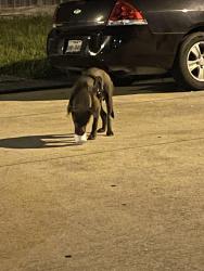 Found/Stray Male Dog last seen Church and Klein school, Houston, TX 77088