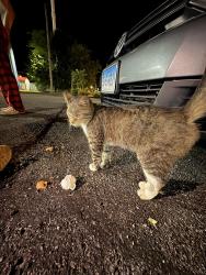 Found/Stray Male Cat last seen Comfort in bellville, Bellville, OH 44813