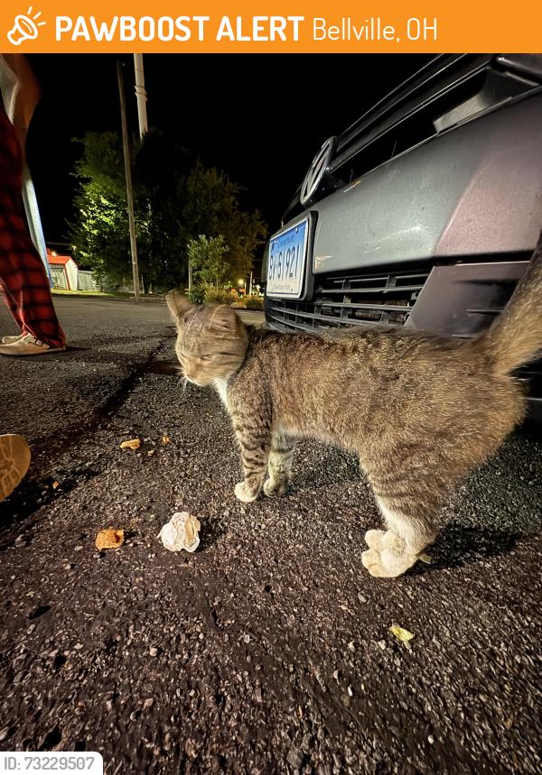 Found/Stray Male Cat last seen Comfort in bellville, Bellville, OH 44813