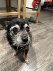 Reunited Male Dog last seen Sylvia ave milpitas, Milpitas, CA 95035