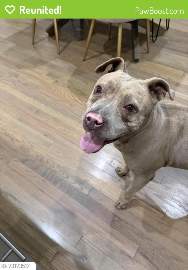 Reunited Female Dog last seen Ferguson & I30, Dallas, TX 75223