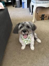Lost Male Dog last seen Oak St Lomita 90717, Lomita, CA 90717
