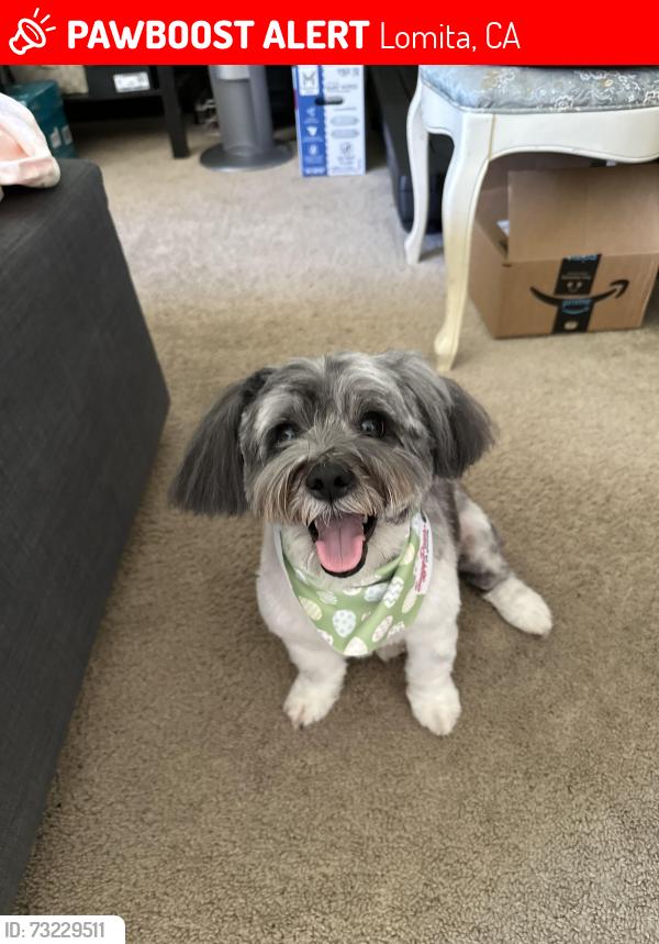 Lost Male Dog last seen Oak St Lomita 90717, Lomita, CA 90717