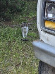 Found/Stray Unknown Cat last seen Gasoline Alley & Vermont, Indianapolis, IN 46222