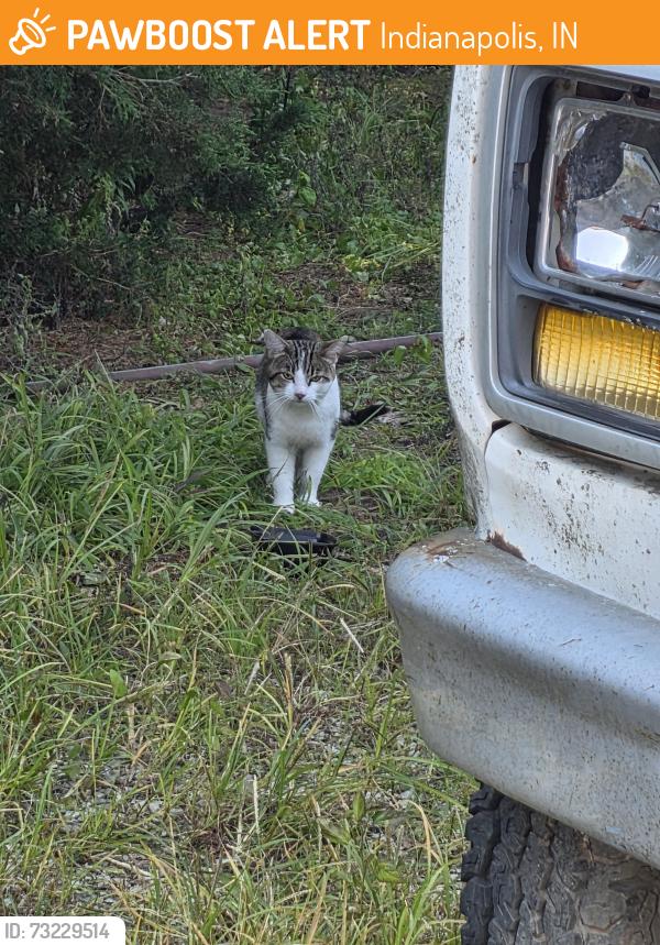 Found/Stray Unknown Cat last seen Gasoline Alley & Vermont, Indianapolis, IN 46222