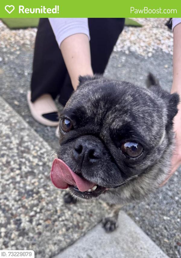 Reunited Male Dog last seen Calle de Stuarda @ Calle de Farrar, San Jose, CA 95118