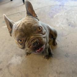Lost Male Dog last seen GREENDALE Lomita, Avocado Heights, CA 91746