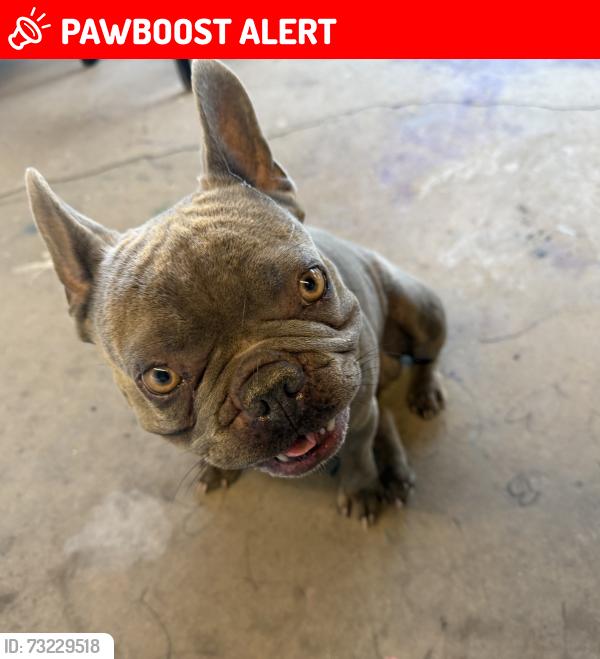 Lost Male Dog last seen GREENDALE Lomita, Avocado Heights, CA 91746