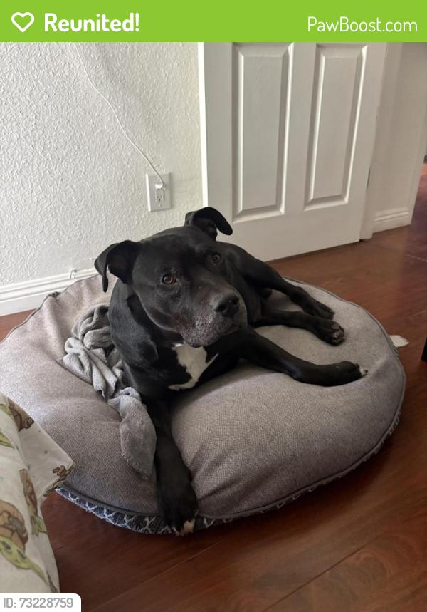 Reunited Male Dog last seen Wright and Ledgewood in South Gate, South Gate, CA 90280