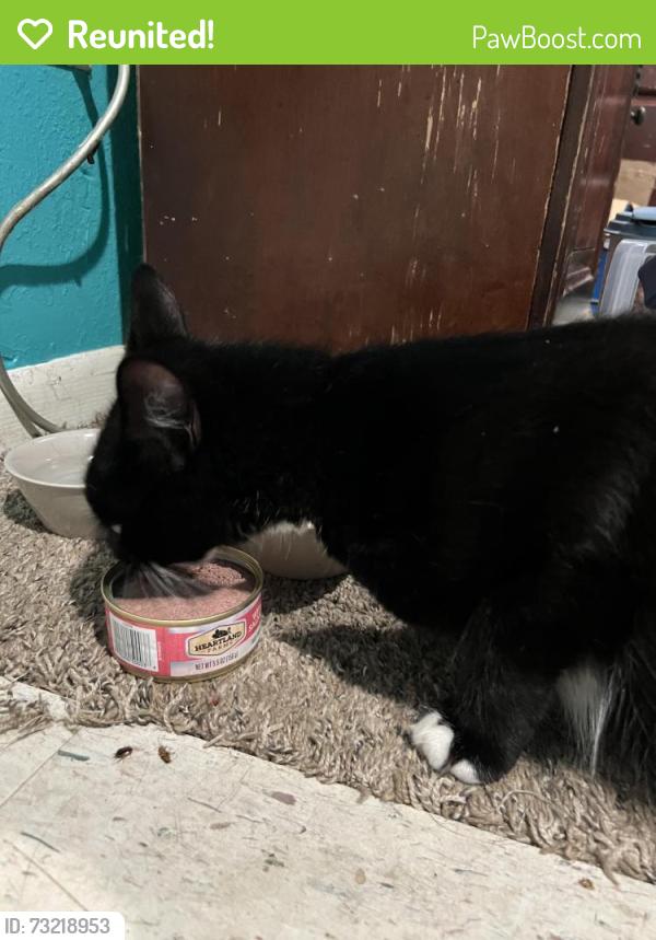 Reunited Male Cat last seen Ross Street and Sycamore, La Marque, TX 77568
