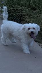 Lost Male Dog last seen Near santa alicia avenue, Chula Vista, CA 91913