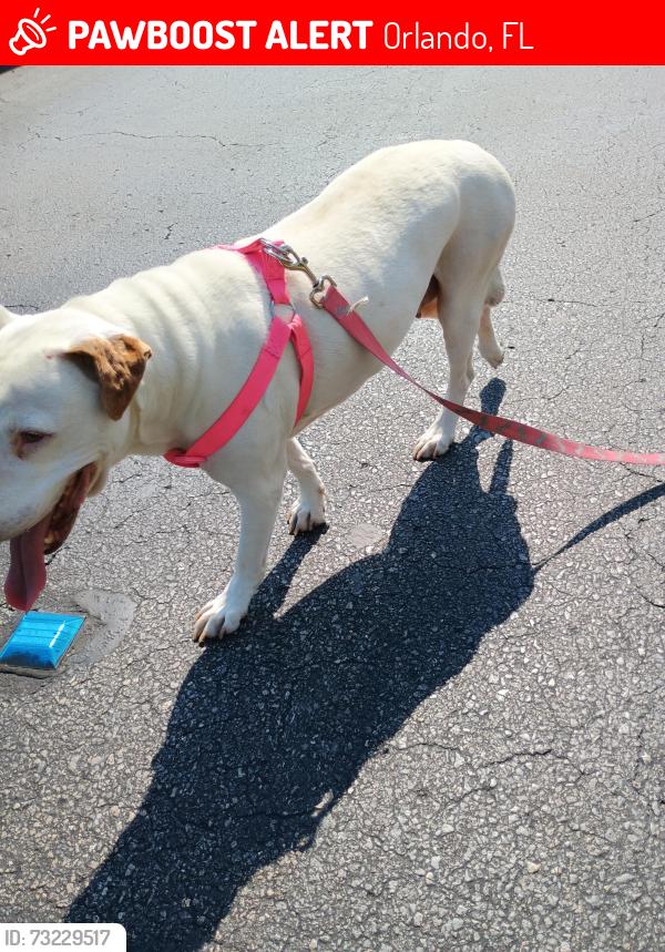 Lost Female Dog last seen Lakeunderhill before goldenrod, Orlando, FL 32822