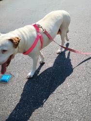 Lost Female Dog last seen Lakeunderhill before goldenrod, Orlando, FL 32822