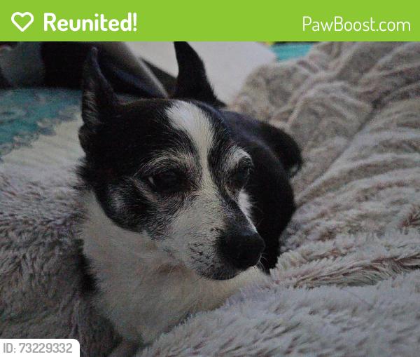Reunited Female Dog last seen N 42ND AND ORCHARD, Tacoma, WA 98407