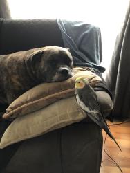 Lost Male Bird last seen Stone Church between Garth & West 5th, Hamilton, ON L9C 3W3