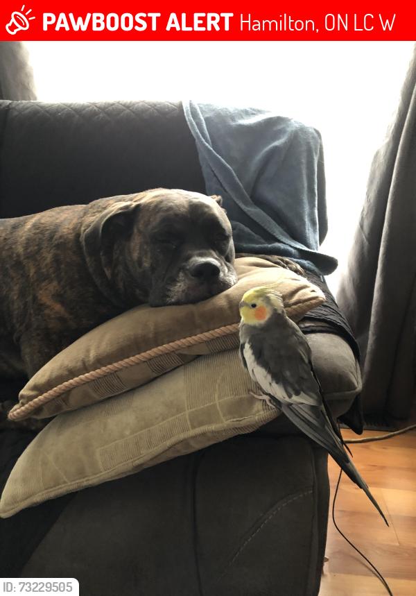 Lost Male Bird last seen Stone Church between Garth & West 5th, Hamilton, ON L9C 3W3