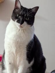 Lost Female Cat last seen Martingrove and Dewitt, Toronto, ON M9B 3E1
