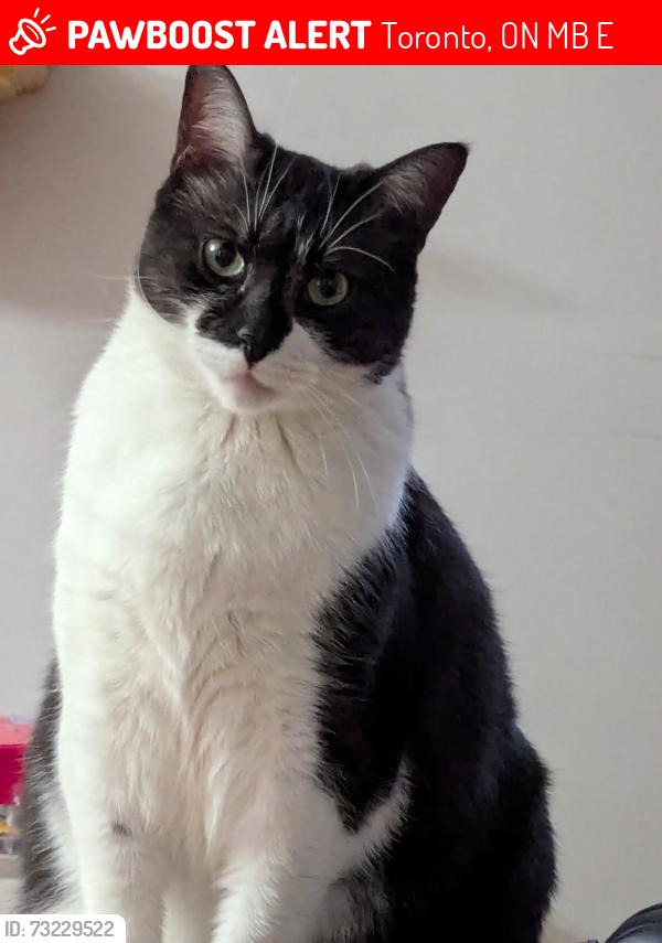 Lost Female Cat last seen Martingrove and Dewitt, Toronto, ON M9B 3E1