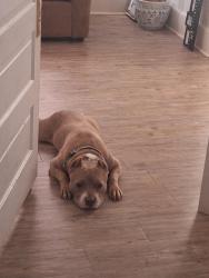 Lost Male Dog last seen Opelika al, Opelika, AL 36801