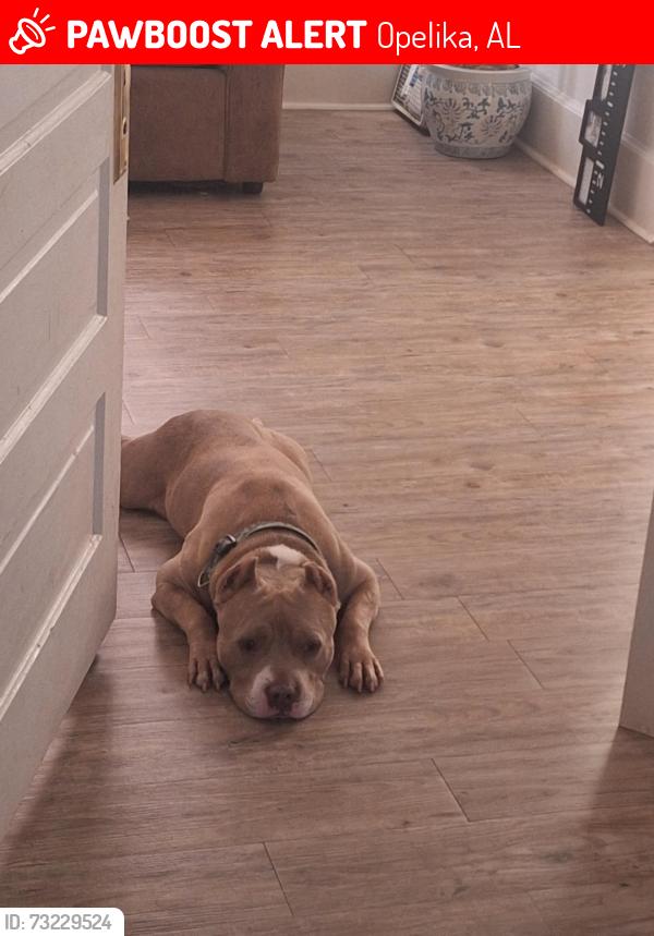Lost Male Dog last seen Opelika al, Opelika, AL 36801