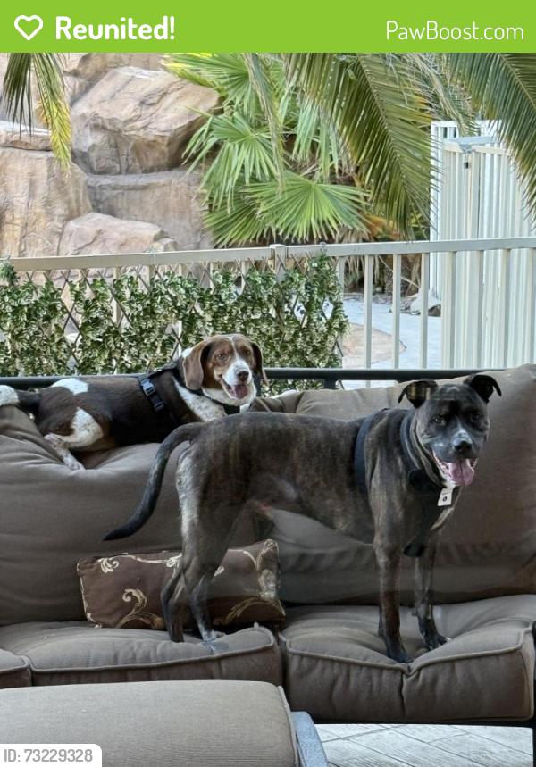 Reunited Male Dog last seen ann and el capitan, Las Vegas, NV 89149