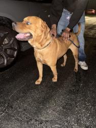 Found/Stray Male Dog last seen Ayla apmts Tampa, Tampa, FL 33617