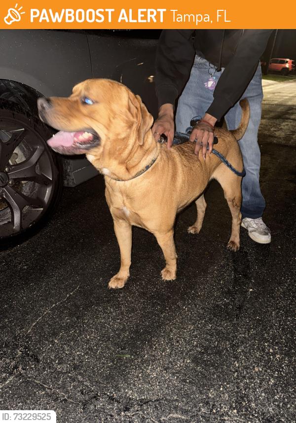Found/Stray Male Dog last seen Ayla apmts Tampa, Tampa, FL 33617
