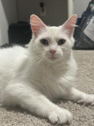 Lost Female Cat last seen Vintage Valley Neighborhood, Canton Township, MI 48187