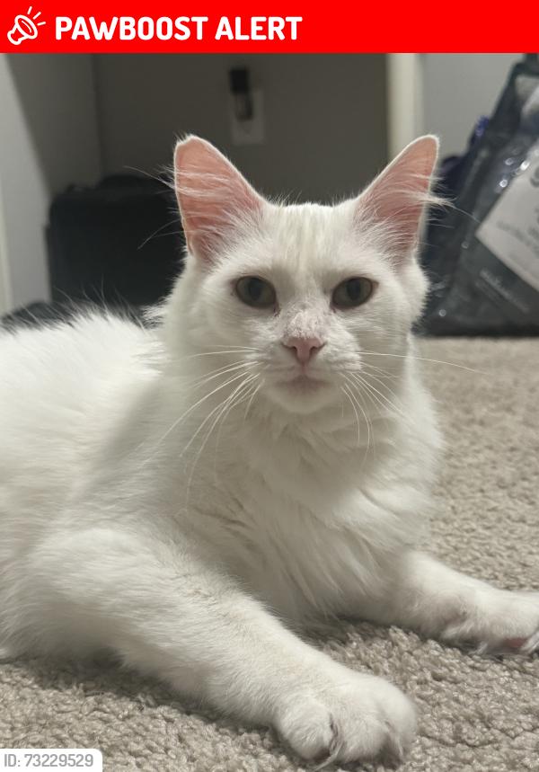 Lost Female Cat last seen Vintage Valley Neighborhood, Canton Township, MI 48187