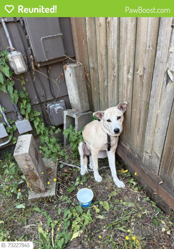 Reunited Unknown Dog last seen Oh in my backyard then it jumped into my neighbor's backyard. Where is sitting at right now?, Tacoma, WA 98418