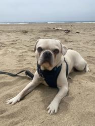 Reunited Male Dog last seen Linda Vista, Belvedere Tiburon, CA 94920